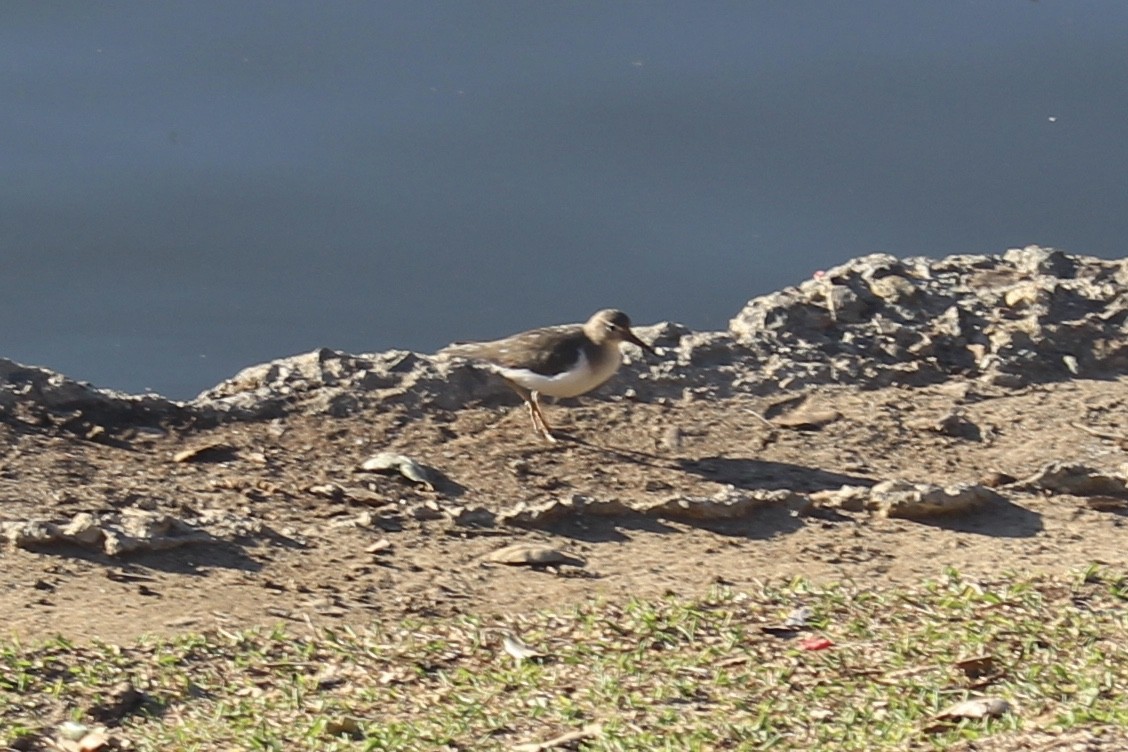 Spotted Sandpiper - ML48106731