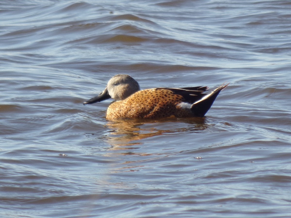 Canard spatule - ML481067451