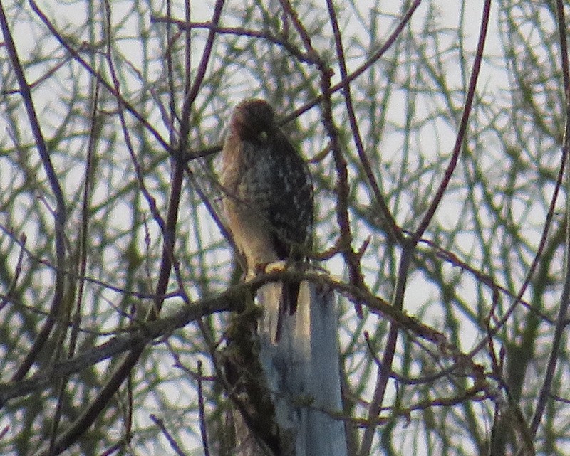Red-shouldered Hawk - ML48106821