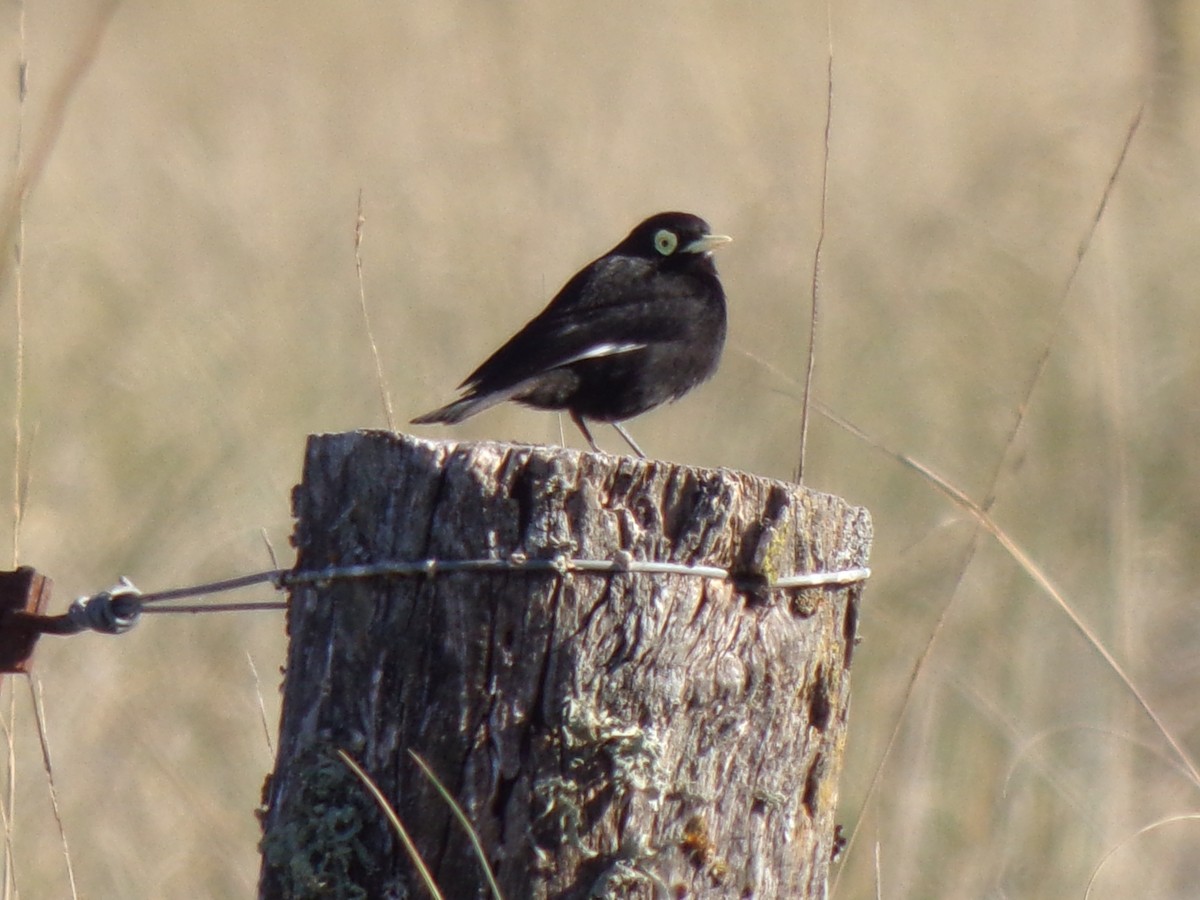 Spectacled Tyrant - ML481068371