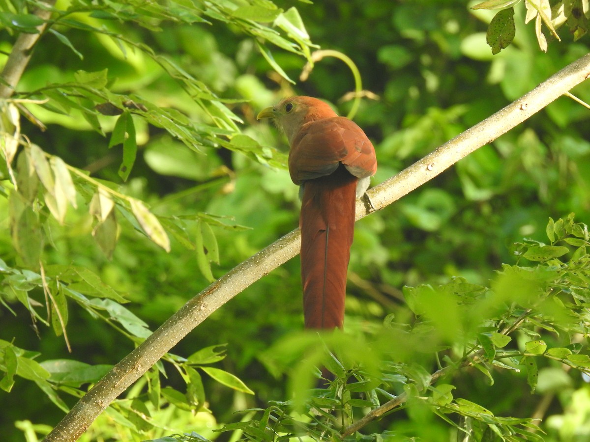 Squirrel Cuckoo - Leandro Niebles Puello