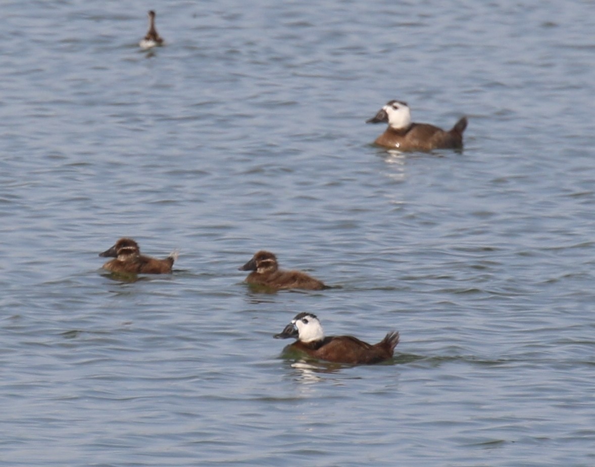 White-headed Duck - Bassel Abi Jummaa