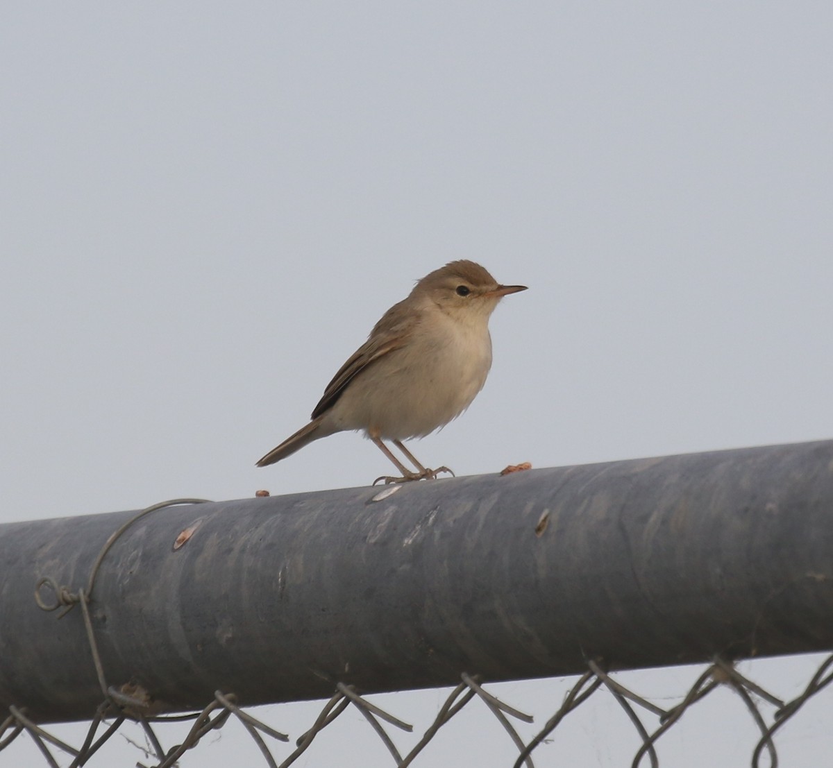 Booted Warbler - ML481068691