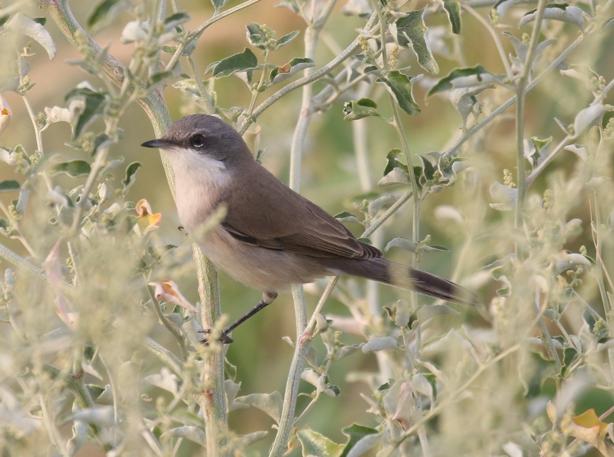 Lesser Whitethroat (halimodendri) - ML481068701