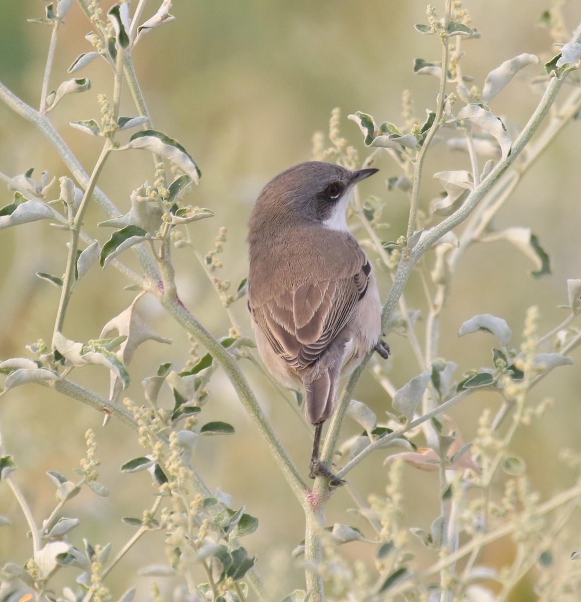 Curruca Zarcerilla (halimodendri) - ML481068711