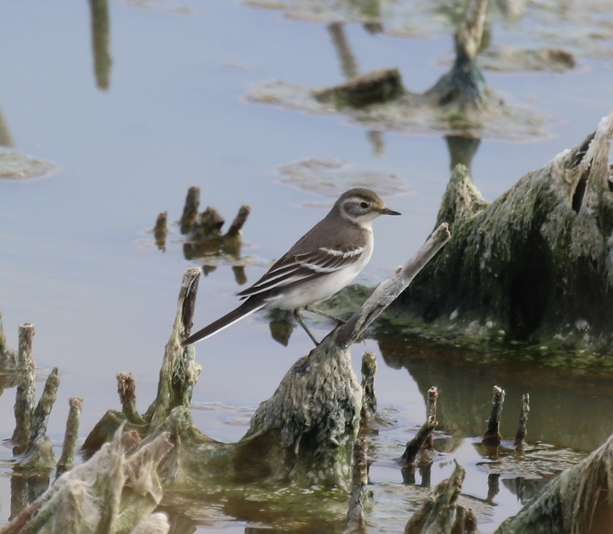 Citrine Wagtail - ML481068821