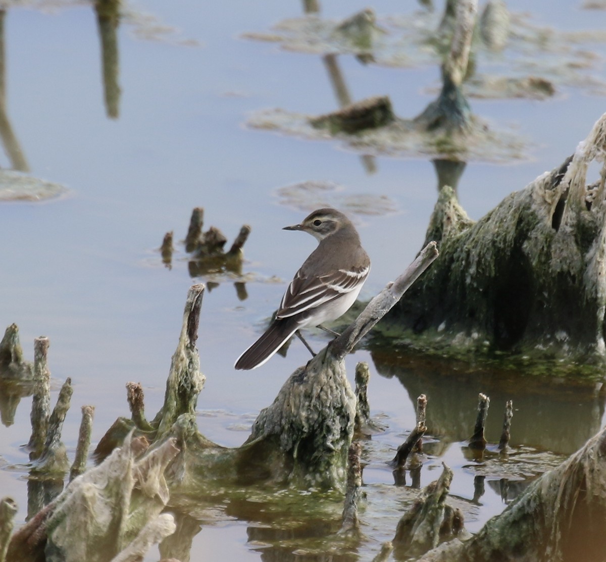 Citrine Wagtail - ML481068831