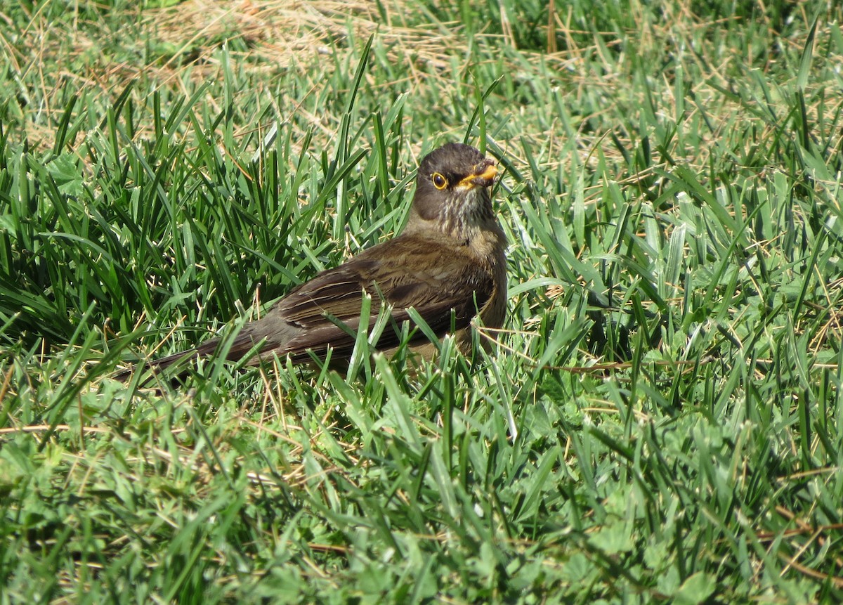 Austral Thrush - ML48106901