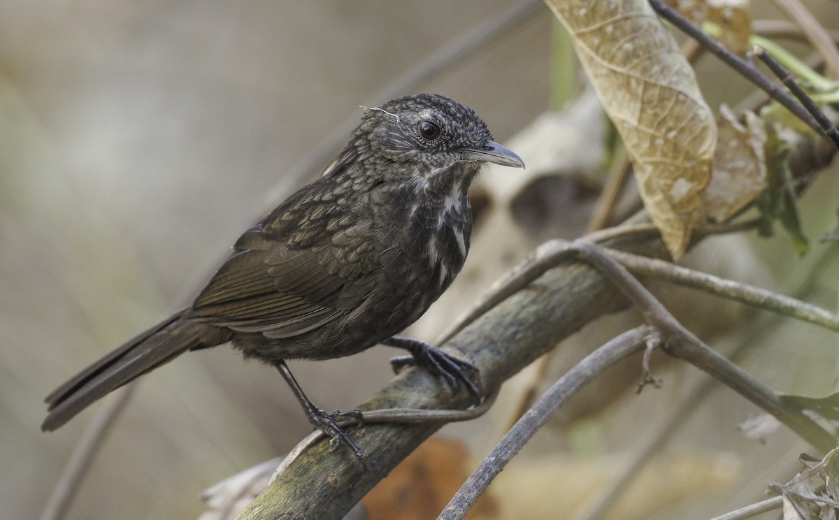 Variable Limestone Babbler - ML481069031