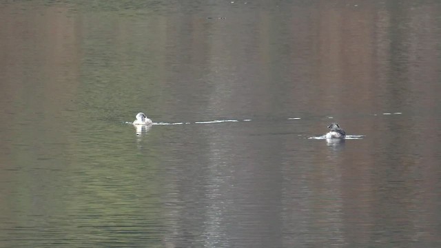 Hoary-headed Grebe - ML481069621