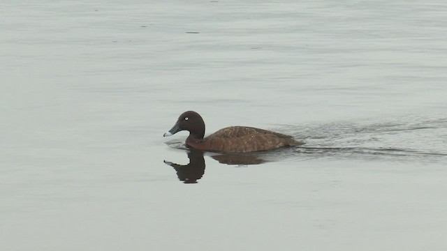 Murgilari australiarra - ML481070171