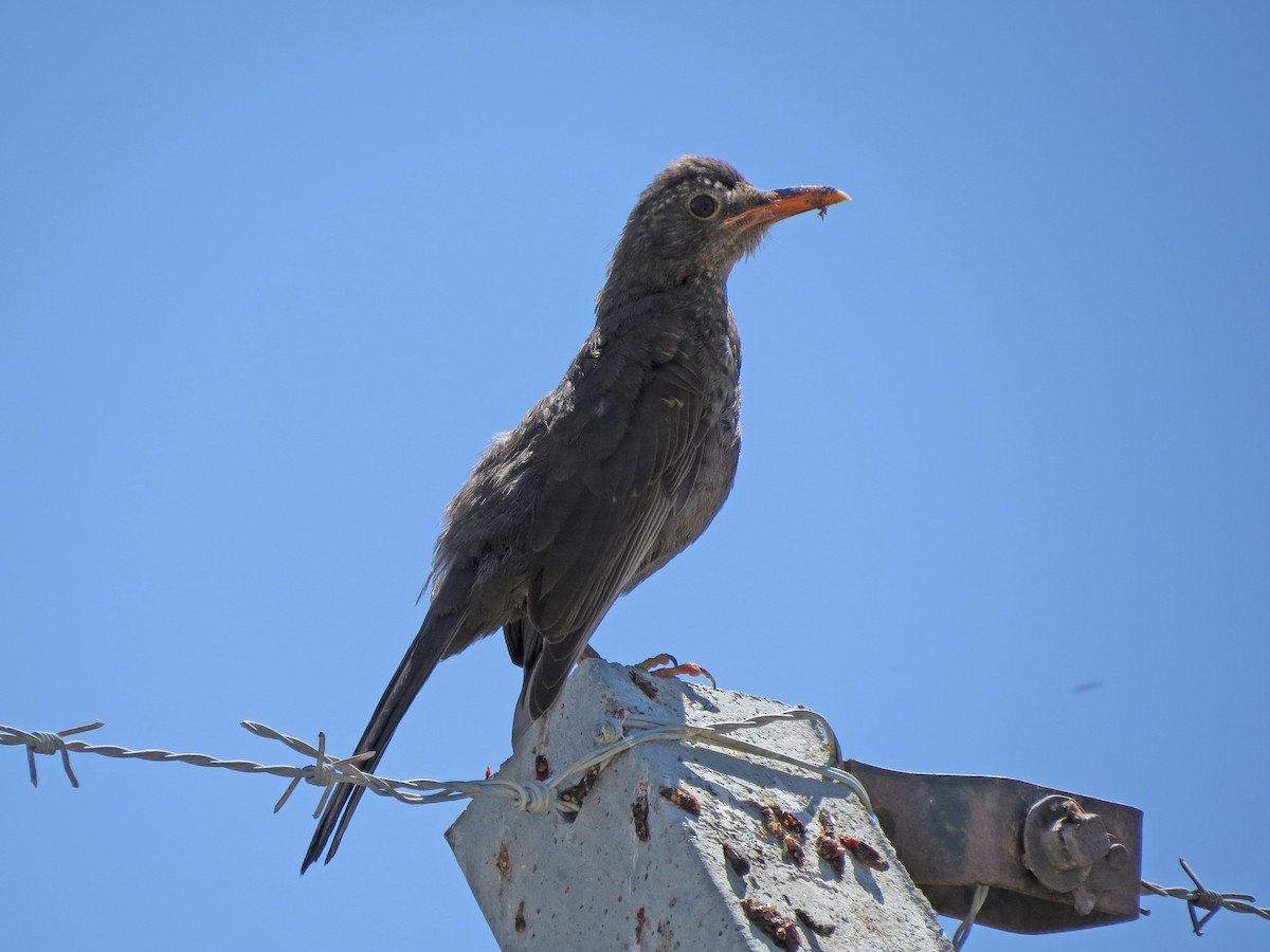 Chiguanco Thrush - ML48107071