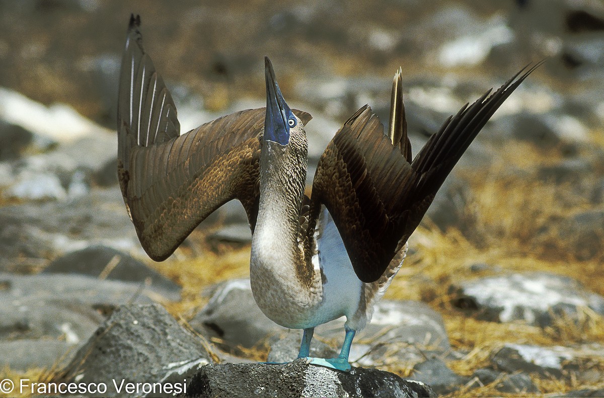 Blue-footed Booby - Francesco Veronesi