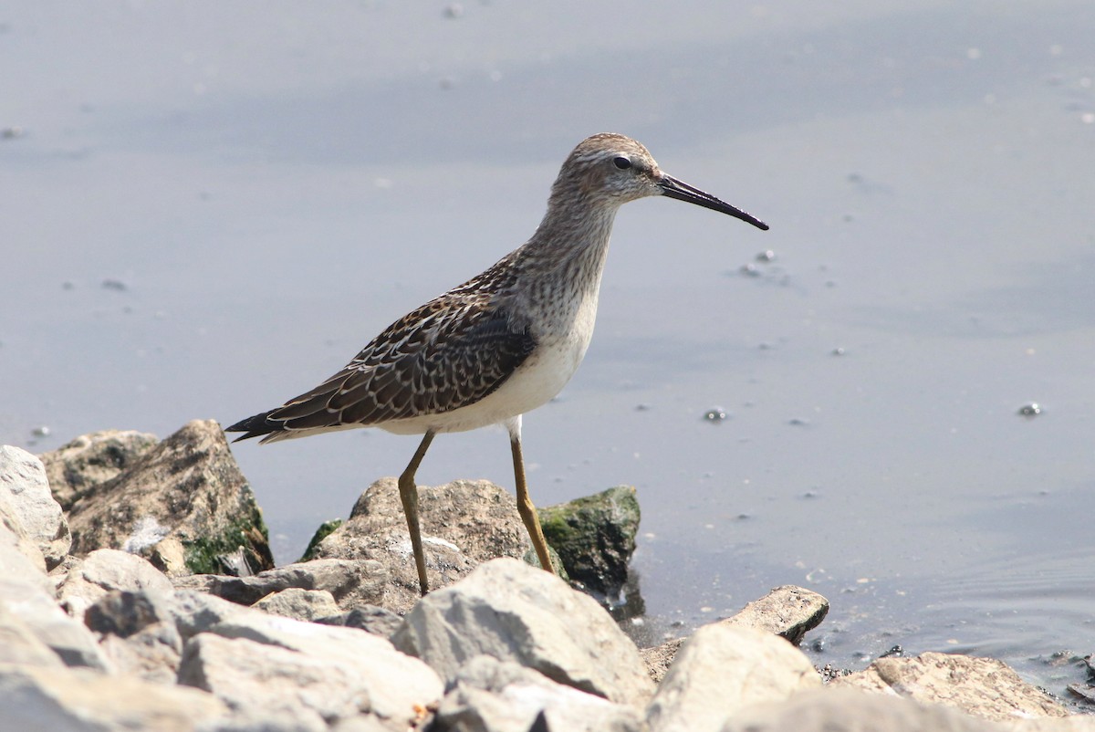 Stilt Sandpiper - ML481070871