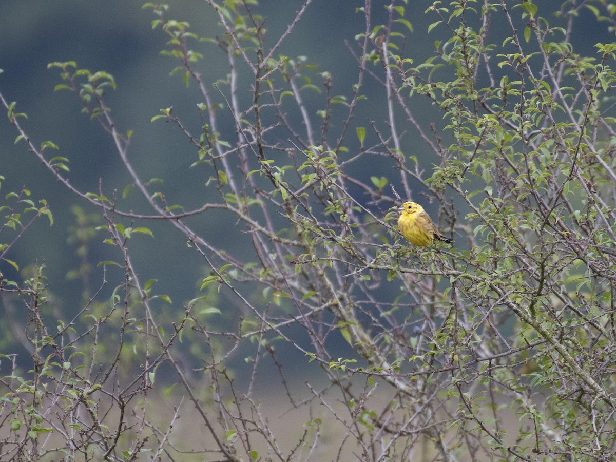 Yellowhammer - ML481071281