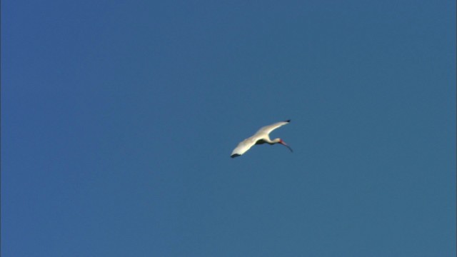 White Ibis - ML481072