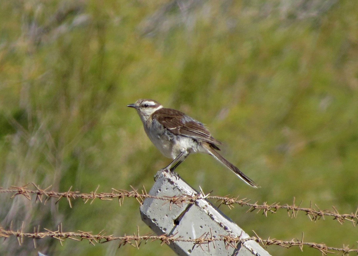 Chalk-browed Mockingbird - ML48107291