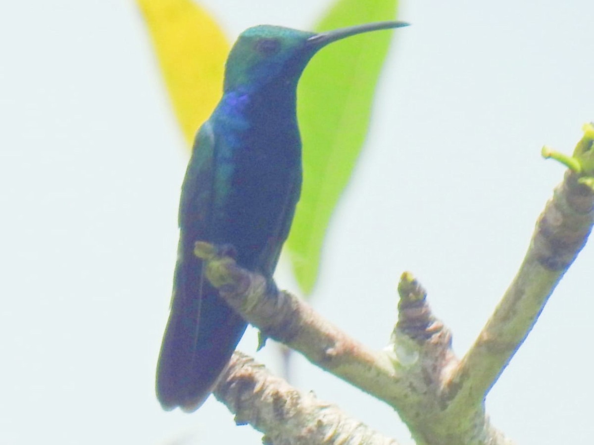 kolibřík tropický - ML481073321