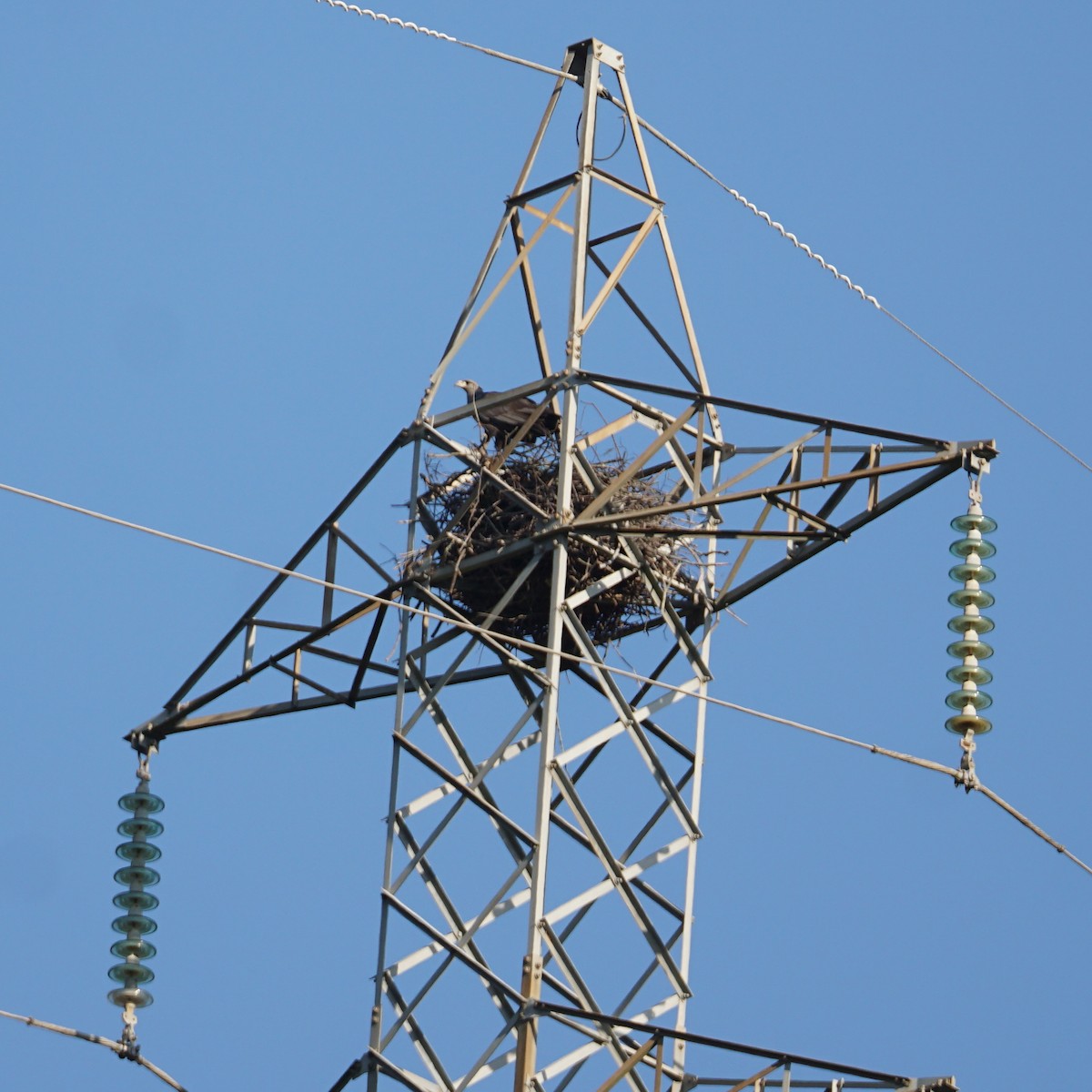 Chaco Eagle - ML481073541