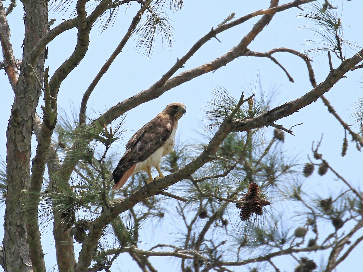 Red-tailed Hawk - Carl Poldrack