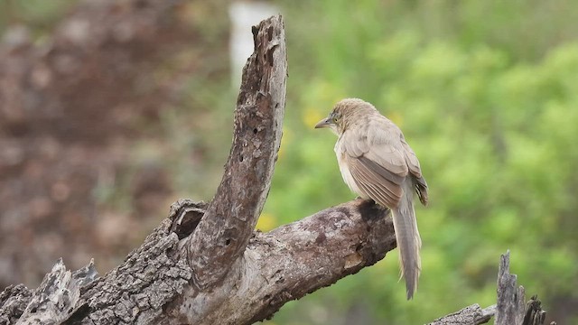 Large Gray Babbler - ML481077981