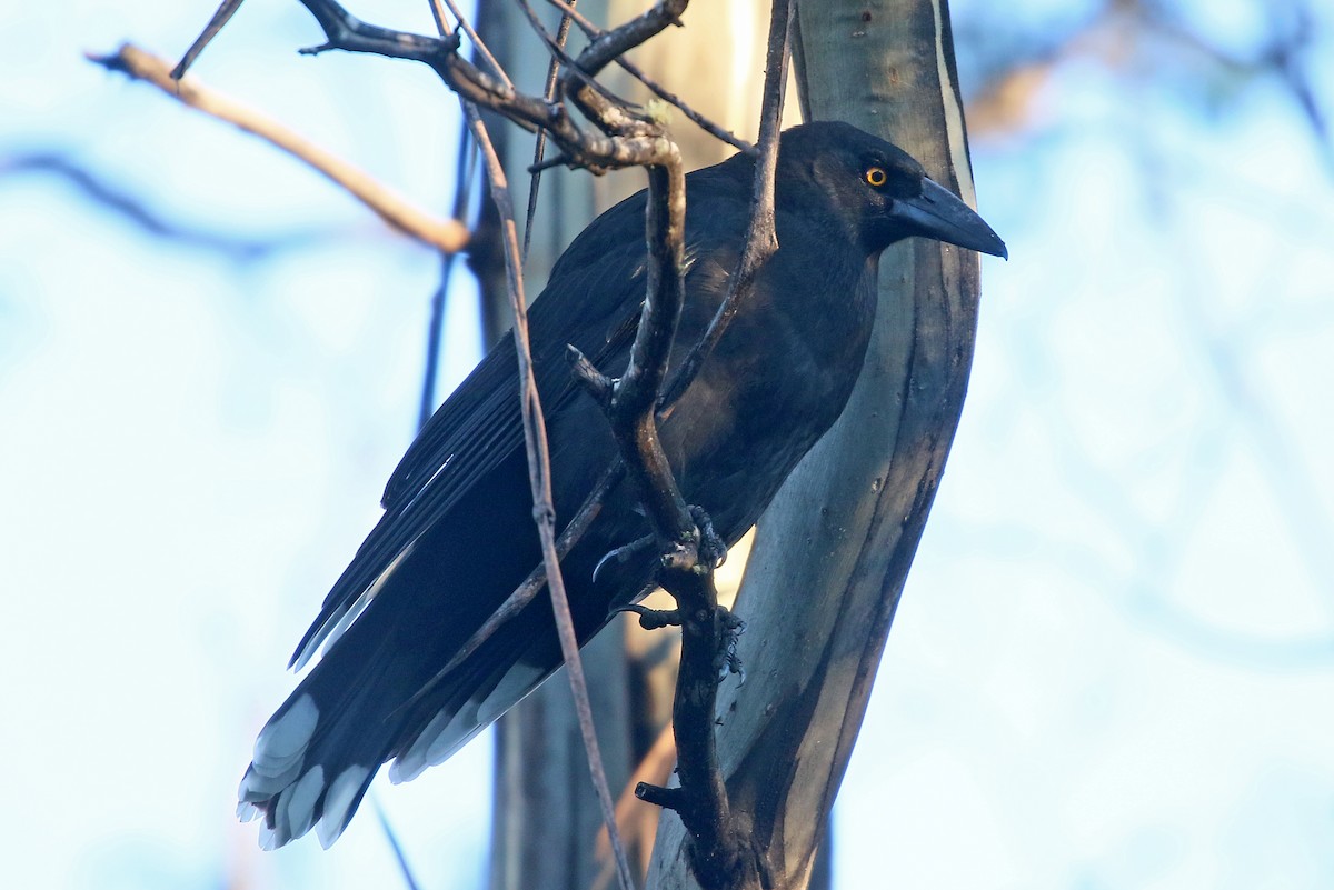 Black Currawong - ML481080991