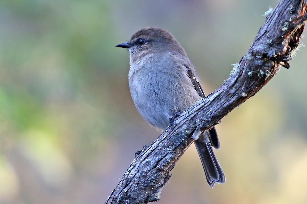 Dusky Robin - ML481081051