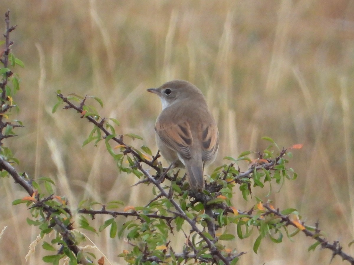 Greater Whitethroat - ML481081551