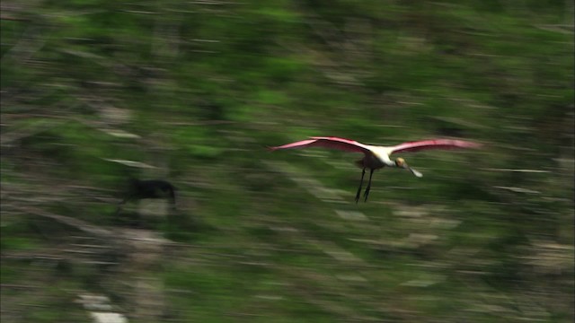 Roseate Spoonbill - ML481082