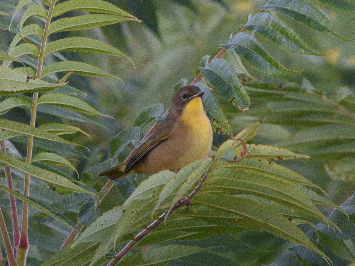 Common Yellowthroat - Wendy Hill