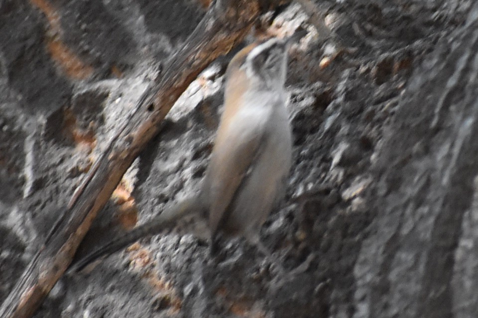 Bewick's Wren - Anonymous