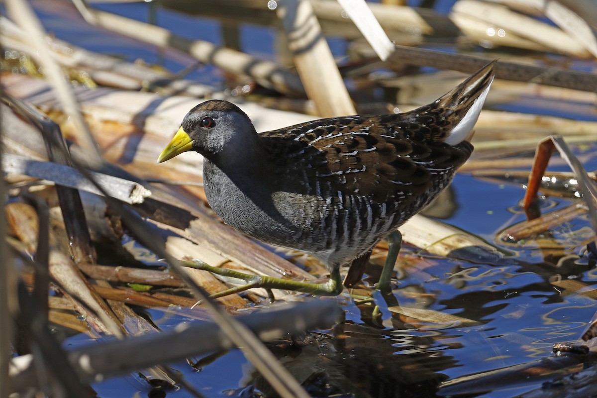 Sora - Donna Pomeroy