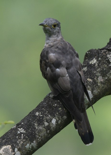 Petit Coucou ou C. à ailes courtes - ML481084481