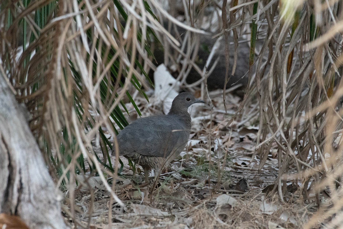 Undulated Tinamou - David Tripp Jr