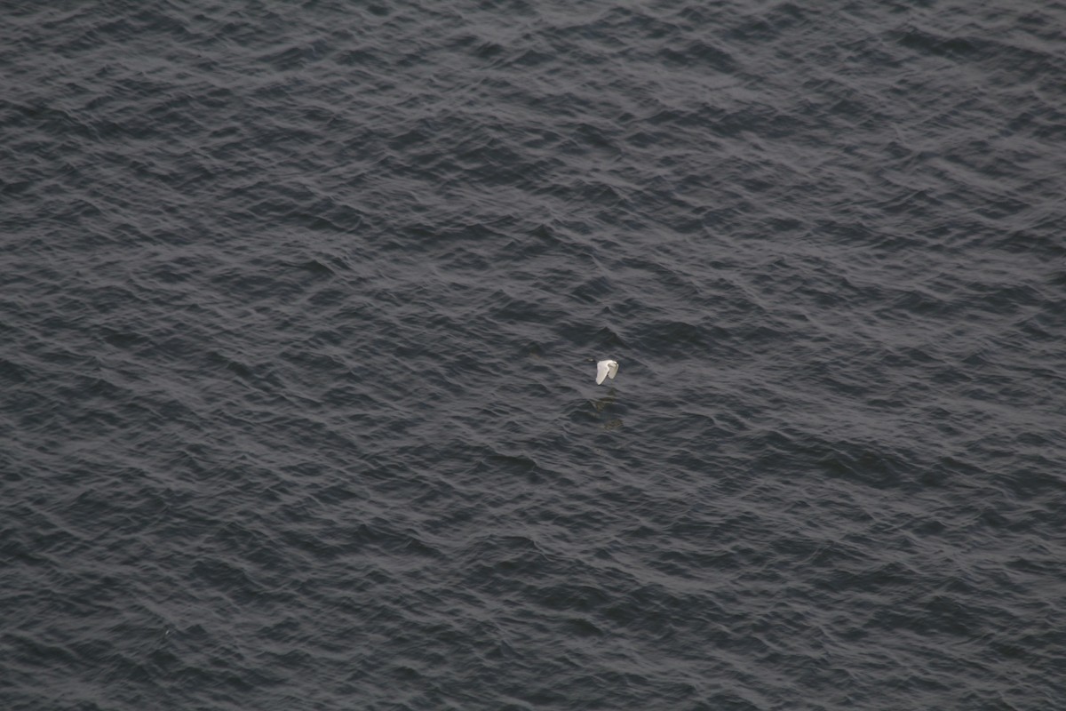 Little Egret - ML481090621