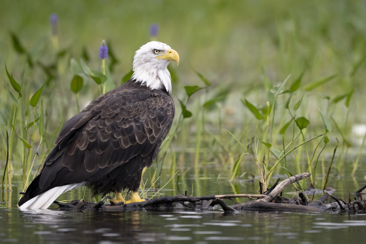 Bald Eagle - ML481091251