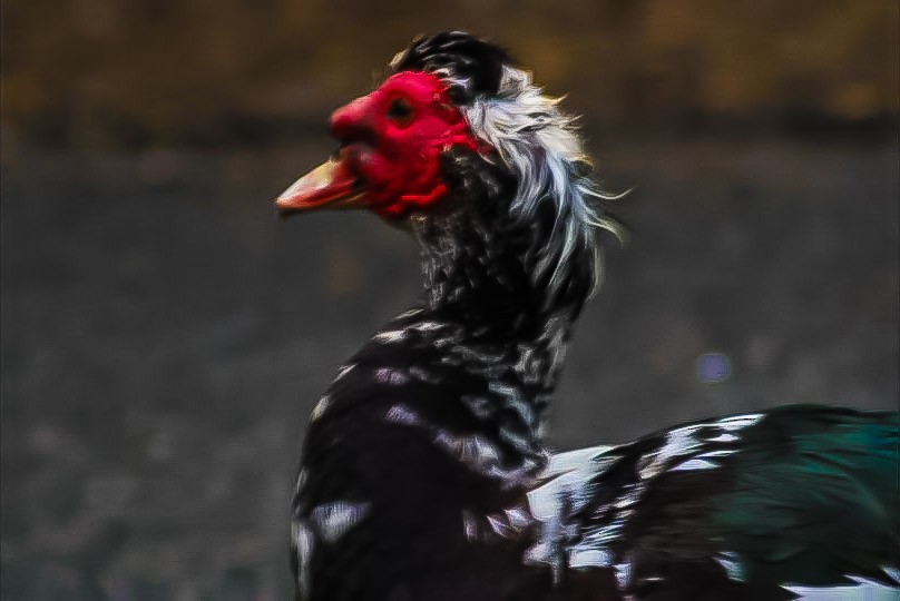 Muscovy Duck (Domestic type) - ML481091271