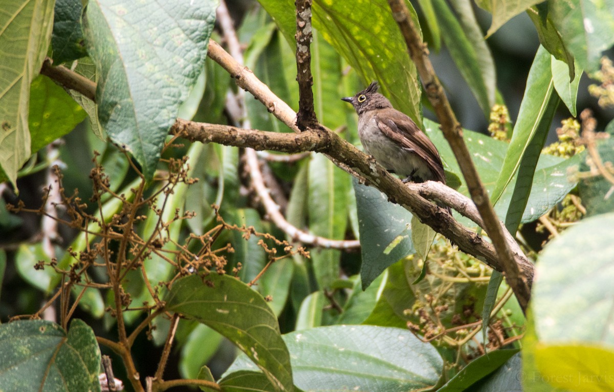 Yellow-wattled Bulbul - ML48109181