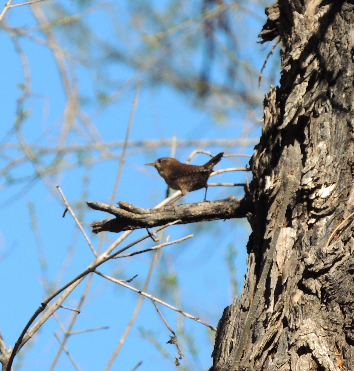 Winter Wren - Brian Nicholas