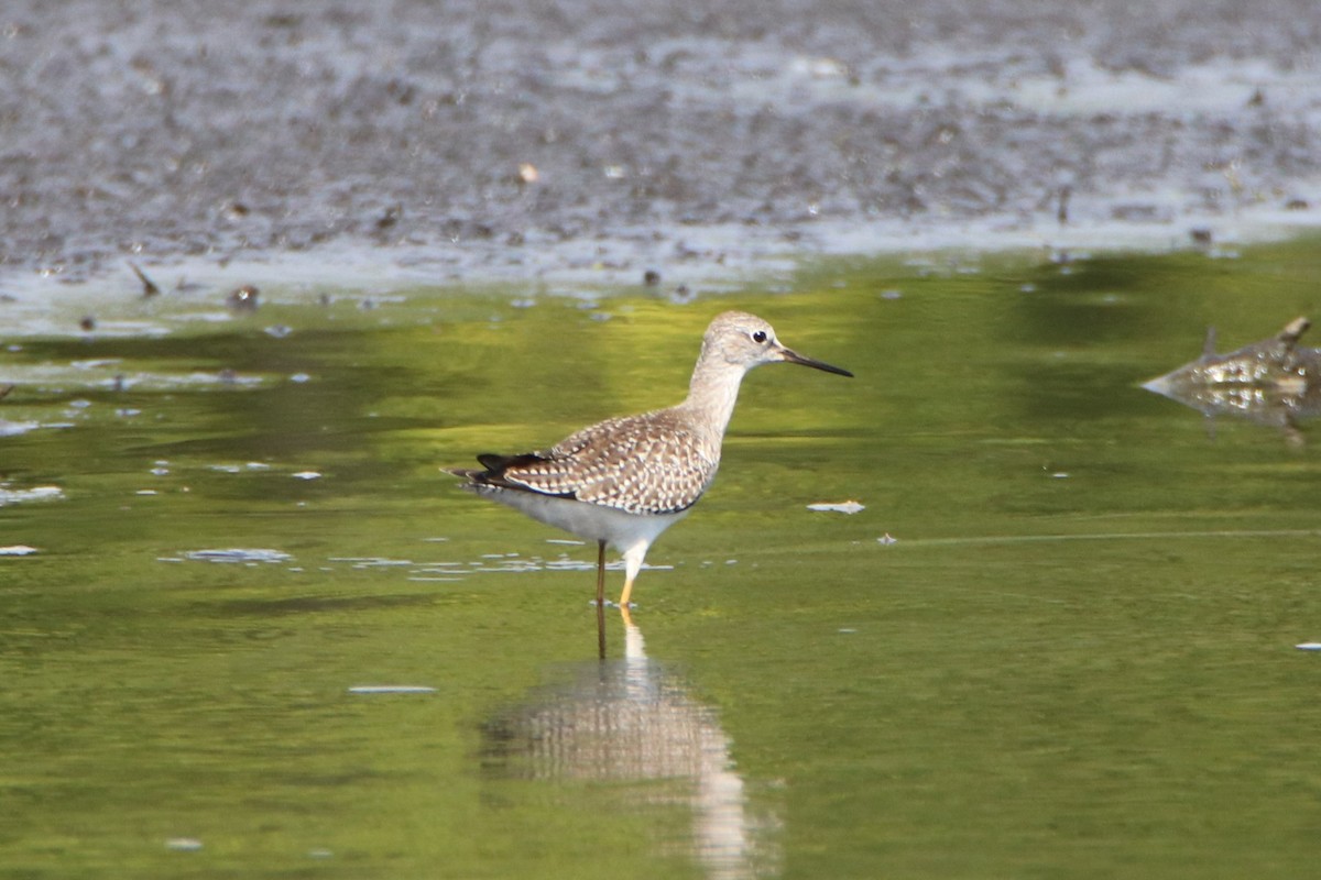 Greater Yellowlegs - ML481093291