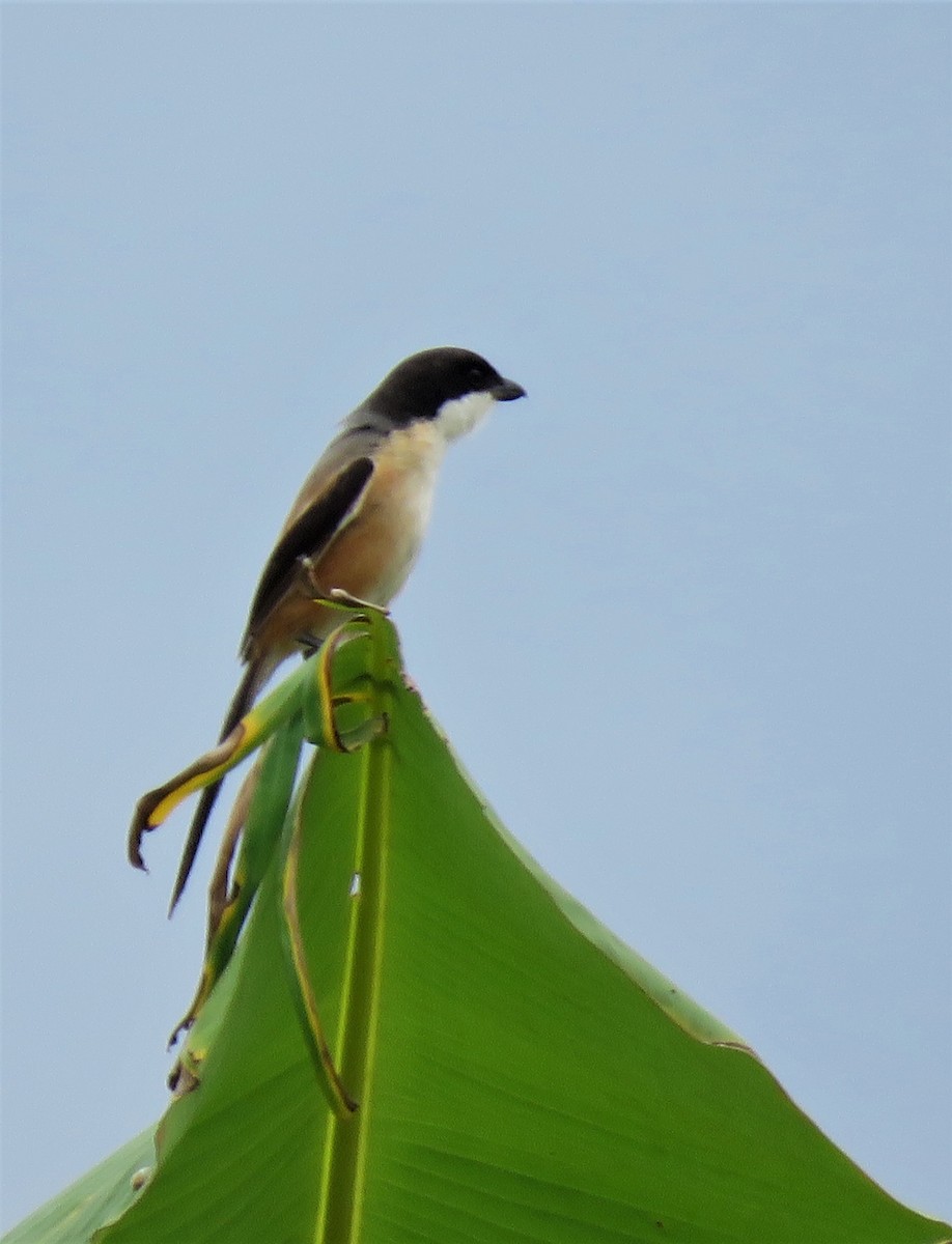 Long-tailed Shrike (tricolor/longicaudatus) - ML481093401