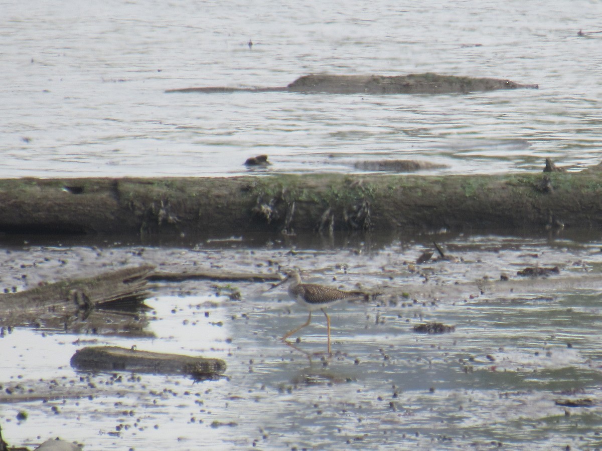 Greater Yellowlegs - ML481093591