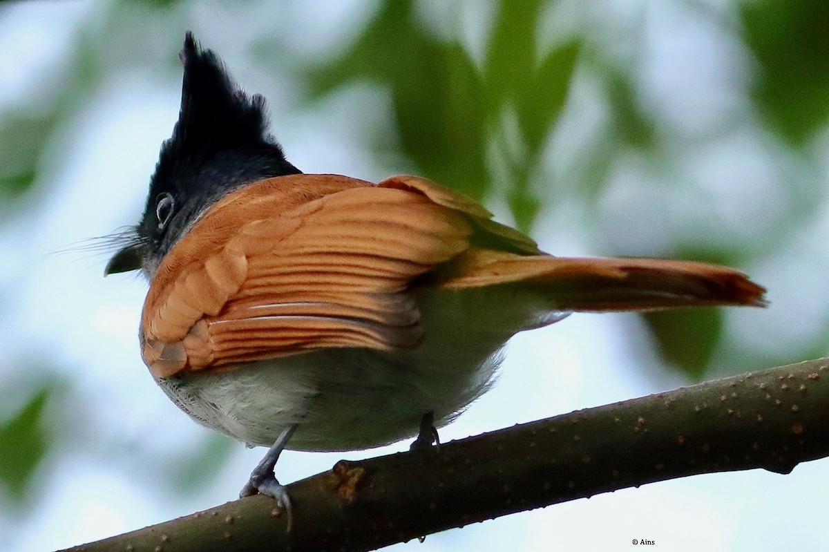 Indian Paradise-Flycatcher - ML481094671