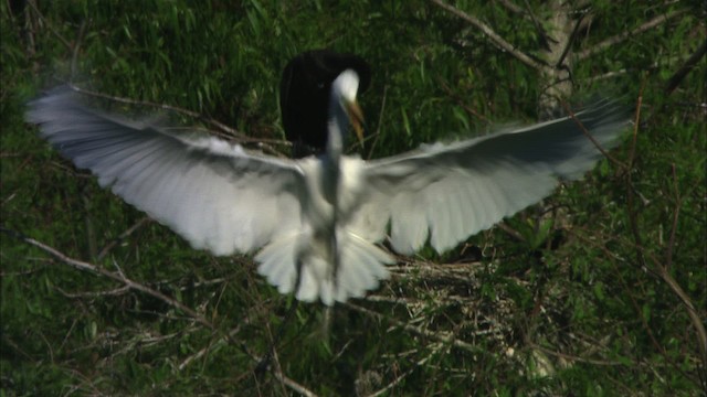 Большая белая цапля (egretta) - ML481095