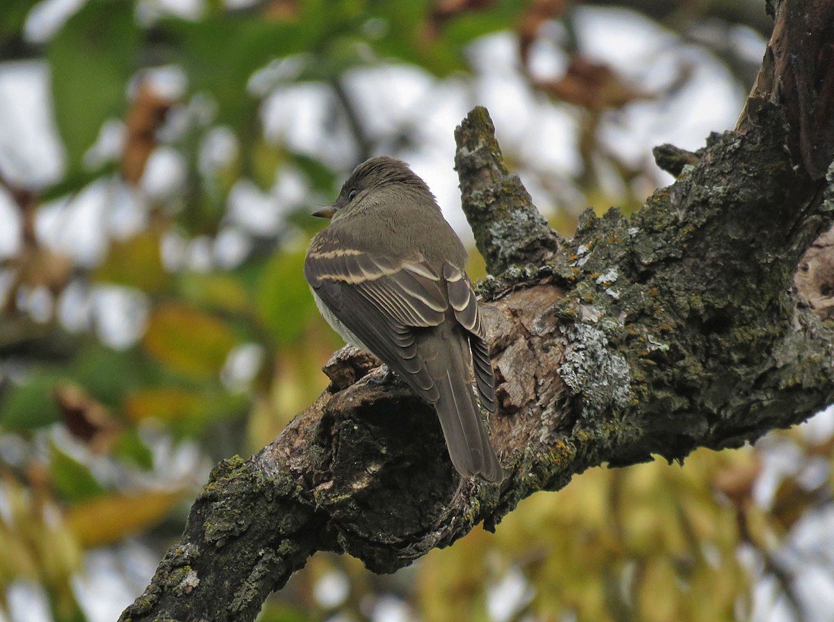 Eastern Wood-Pewee - Thomas Schultz