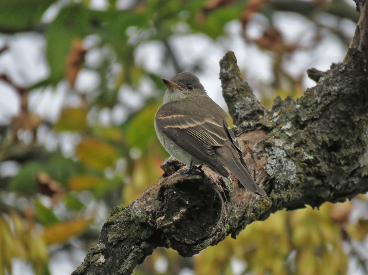 Eastern Wood-Pewee - Thomas Schultz