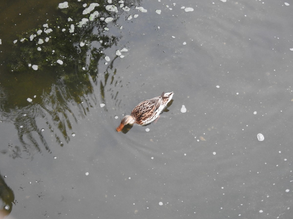 Canard colvert - ML481095641