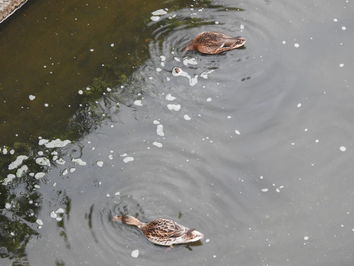 Canard colvert - ML481095651