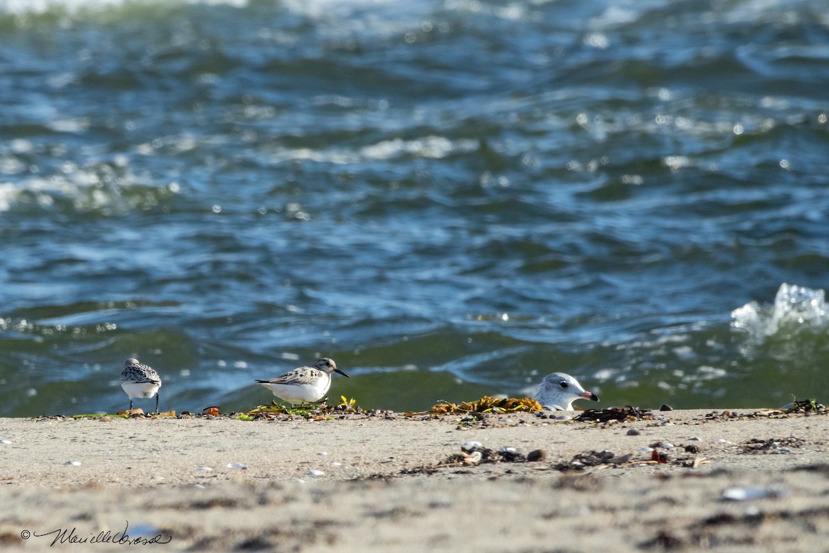 Bécasseau sanderling - ML481097851