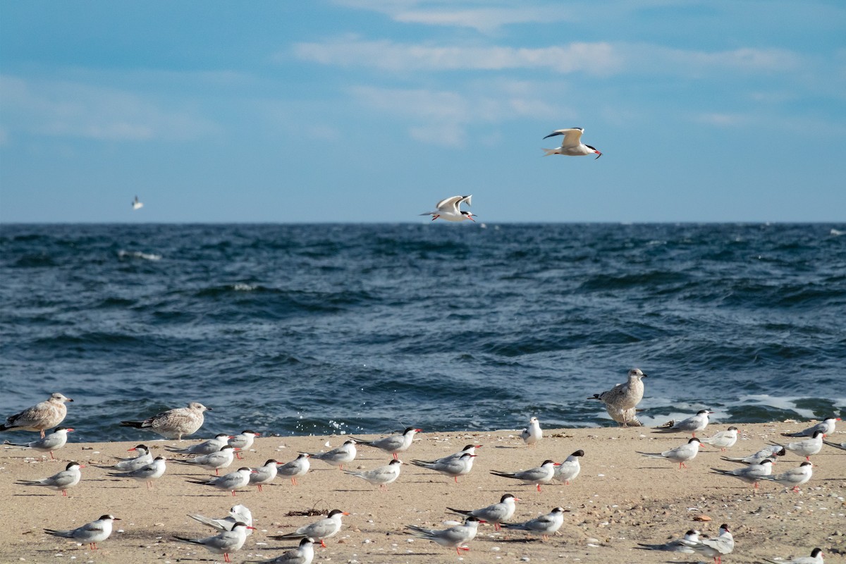 Common Tern - ML481097881